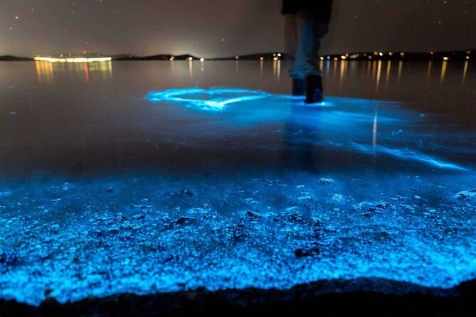 Auckland Bioluminescence Kayak Tour - Additional Resources