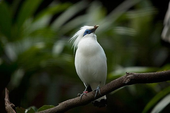 Bali Bird Park Admission Ticket With Hotel Transfer - Convenient Price and Booking