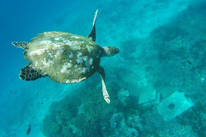 Bali Snorkeling Tour at Blue Lagoon Beach - All-Inclusive - Common questions