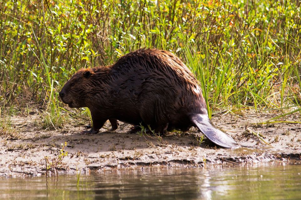 Banff: Wildlife on the Bow River Big Canoe Tour - Sum Up