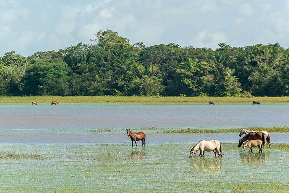 Belém: Marajó Island Day Trip With Buffalo Farm Visit - Common questions