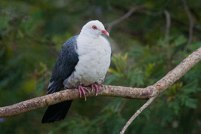 Bellthorpe Rainforest Private Tour - Tour Pricing and Booking