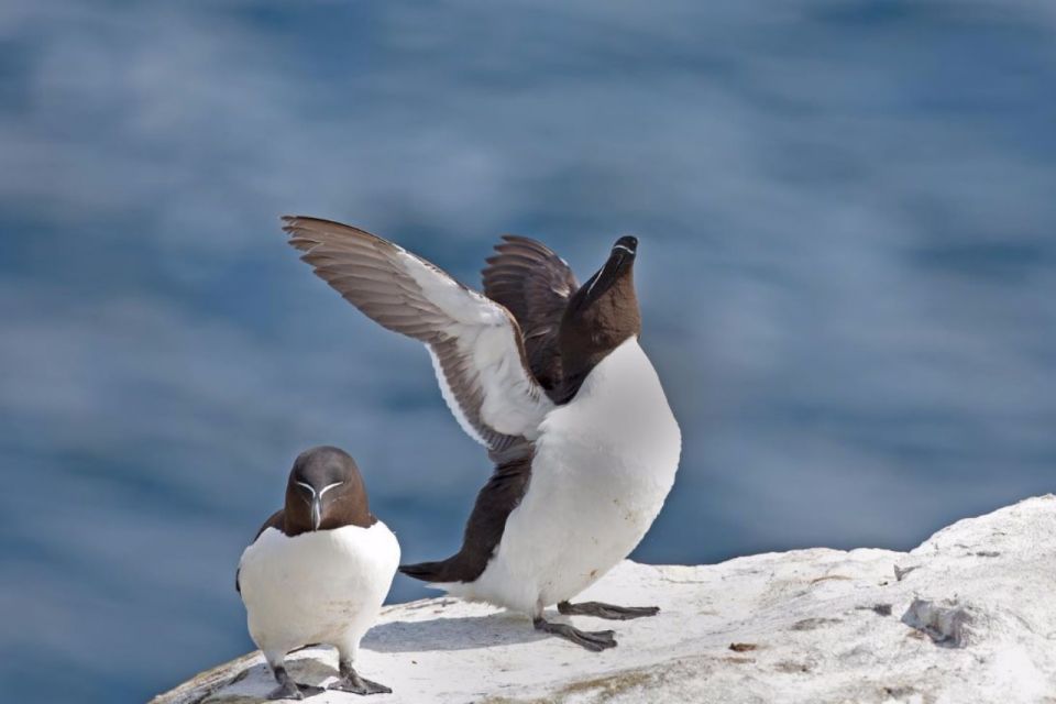 Berthier-sur-Mer: Razorbill Penguin Observation Cruise - Directions