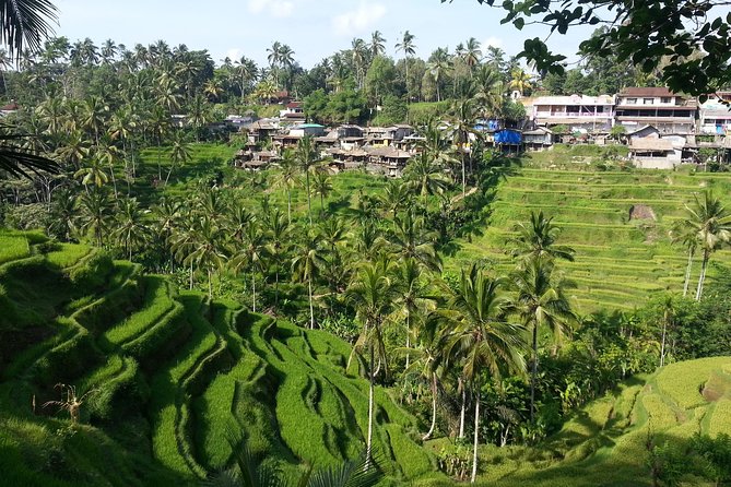 Best of Ubud Tour With Waterfall, Rice Terraces & Monkey Forest Including Lunch - Visual Content Showcase