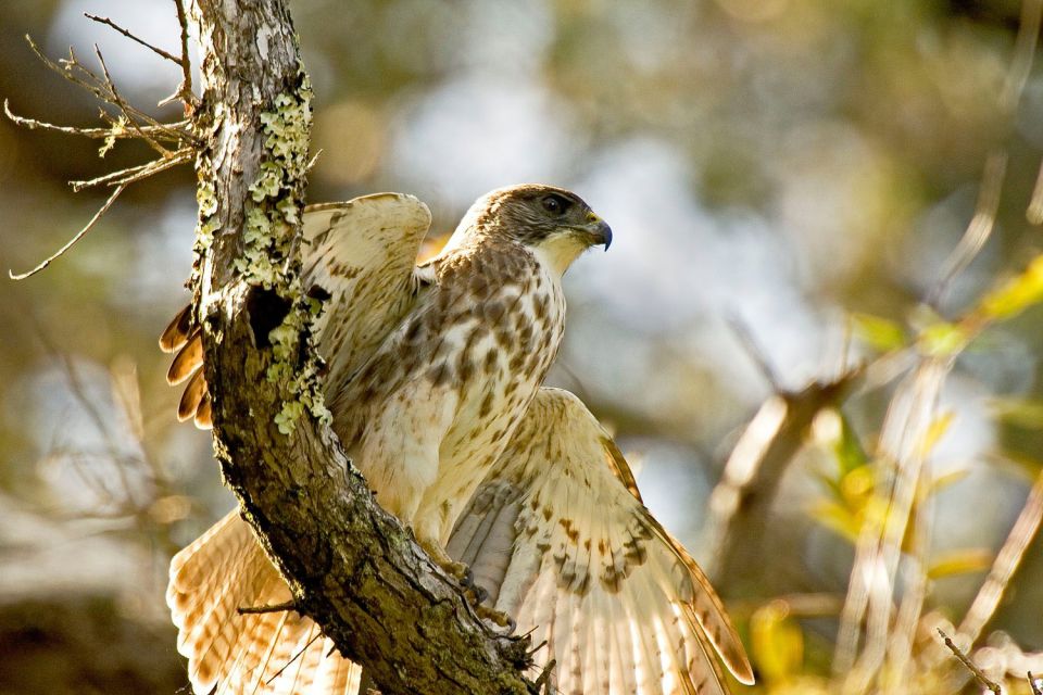 Big Island: Native Bird Watching & Hiking Tour - Wildlife Encounters