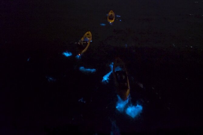 Bioluminescence Kayak Tour - Additional Information