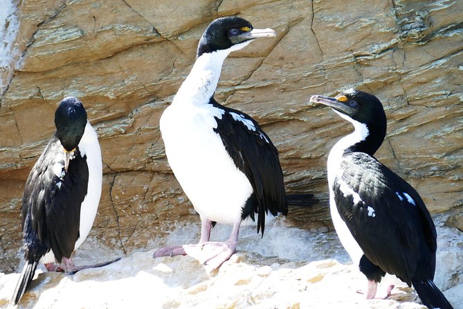 Bird Watching and Dolphin Eco-Tour From Picton - Rare Wildlife Sightings