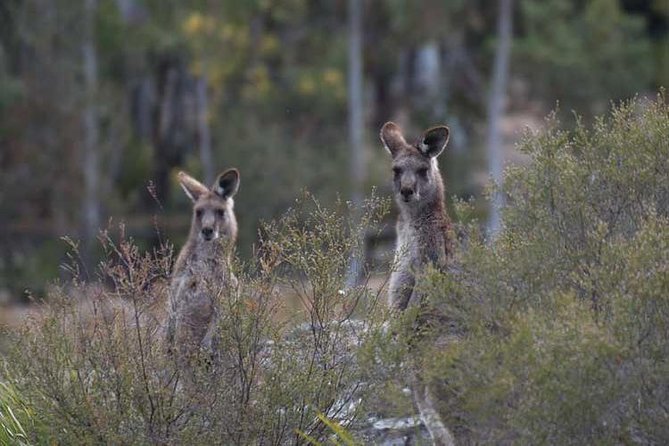 Blue Mountains Small-Group Insider Tour From Sydney - Common questions