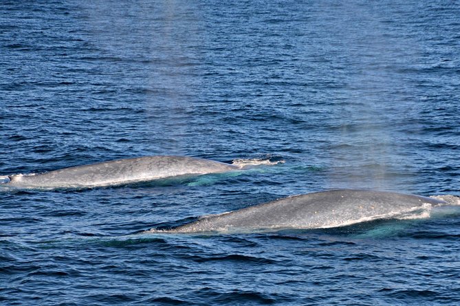 Blue Whale Perth Canyon Expedition - Additional Information and Resources