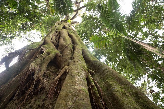 Byron Bay Hinterland Tour Including Rainforest Walk to Minyon Falls - Featured Review