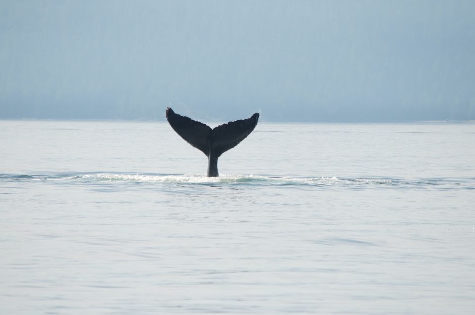 Campbell River: Whale Watching and Wildlife Viewing Day Tour - Additional Information