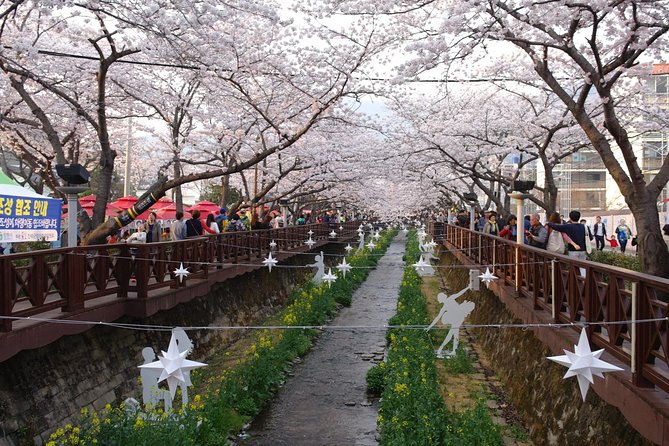 Cherry Blossom Tour in Busan and Jinhae From Busan - Booking and Contact Information