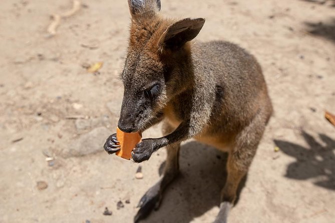 Chillagoe Caves and Outback Day Trip From Cairns - Booking Information