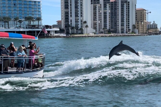 Clearwater Encounters With Dolphins Tour - Dolphin Sightings