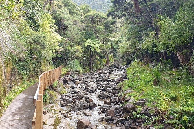 Coast and Rainforest Eco-Tour From Auckland With Lunch - Sum Up