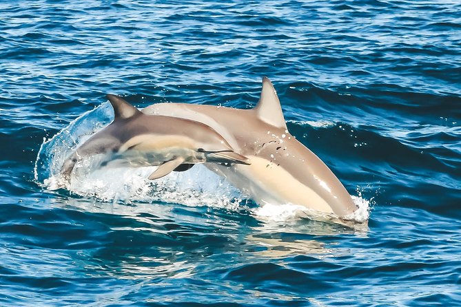 Cruise With Dolphins in Byron Bay - Common questions