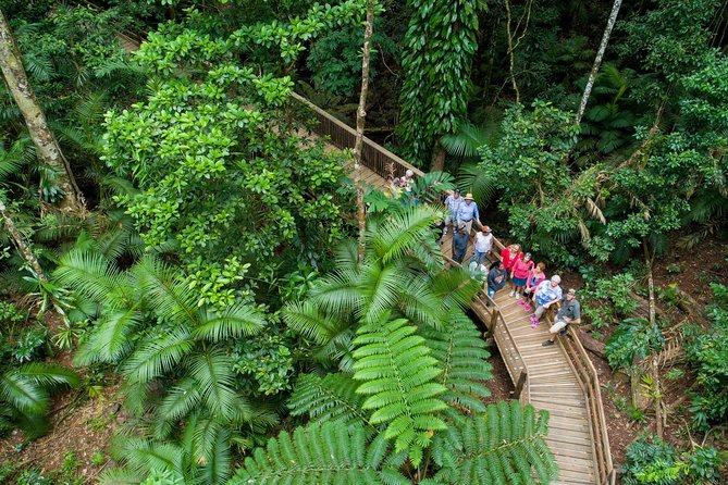 Daintree Rainforest, Cape Tribulation and Bloomfield Track Tour - Transportation and Guides