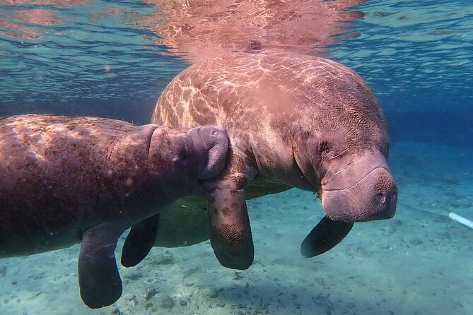 Deluxe Manatee Swim Tour - Common questions