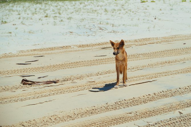 Dingos 3 Day KGari (Fraser Island) 4WD Tag-Along Tour - Sum Up