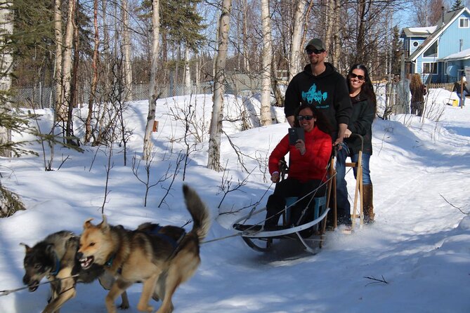 Dog Sledding Adventure in Willow, Alaska - Reviews and Customer Feedback