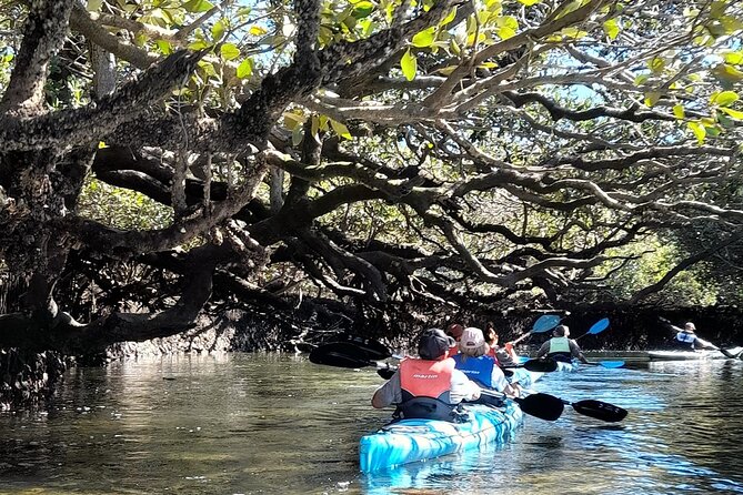 Dolphin Sanctuary Kayak Tour Adelaide - Sightings and Experiences