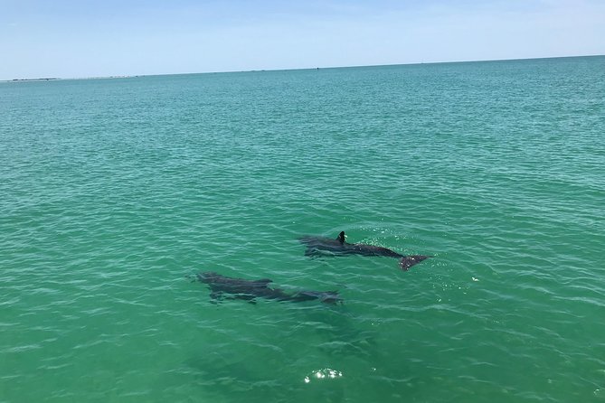 Dolphin Shelling Snorkeling Cruise in Tampa - Testimonials