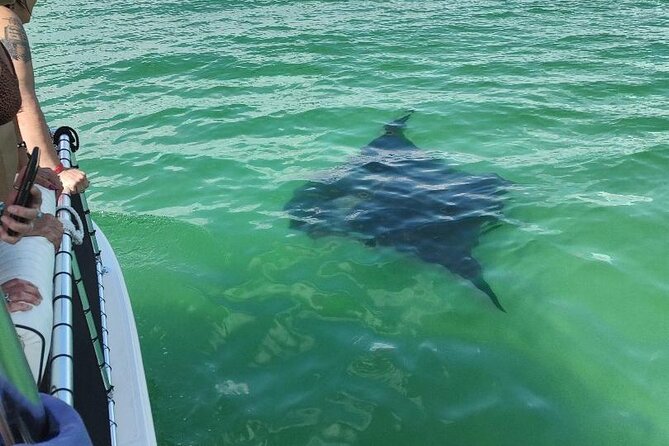 Dolphin Spotting and Swimming Experience From Panama City  - Destin - Common questions
