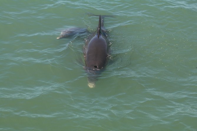 Dolphin Tour on a Private Boat - Important Information