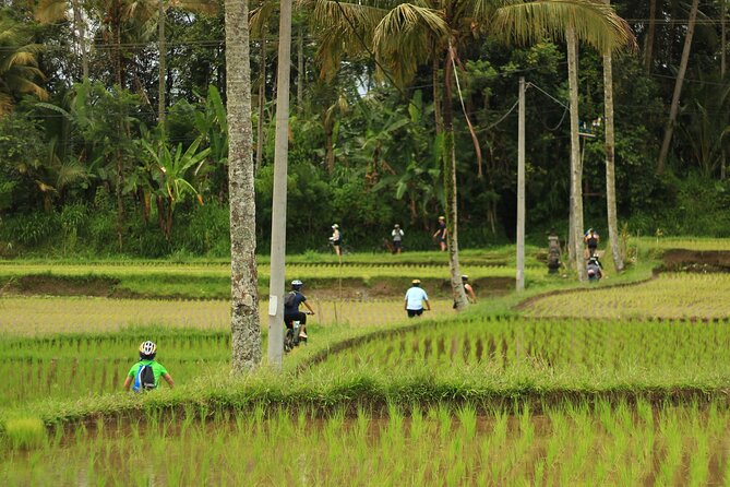 Downhill Cycling Tour Ubud Through Jungle and Rice Terrace - Traveler Guidelines