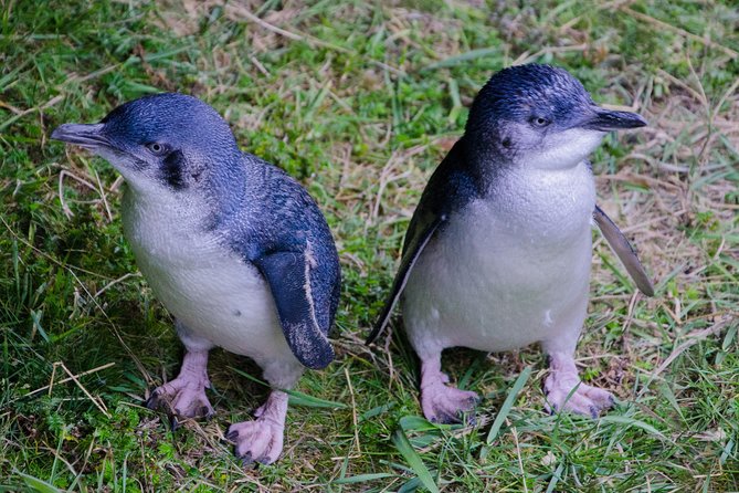 Dunedin City Highlights, Otago Peninsula Scenery & a Guided Penguin Reserve Tour - Tour Flexibility and Challenges