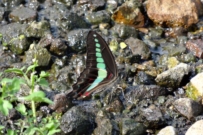 Easygoing Nature Walk in Hakone Tour - Pricing and Policies