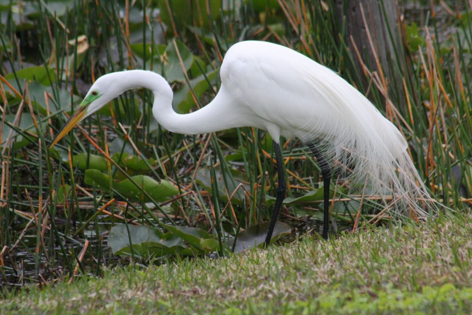 Everglades Day Safari From Sanibel, Fort Myers & Naples - Activity Duration