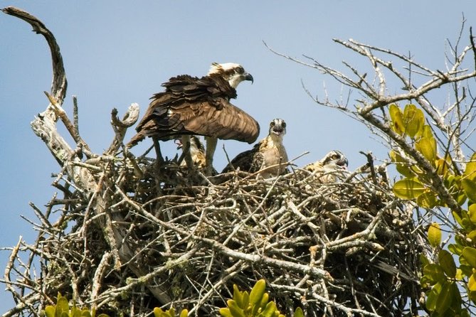 Everglades National Park Biologist Led Adventure: Cruise, Hike Airboat - Booking Support and Assistance