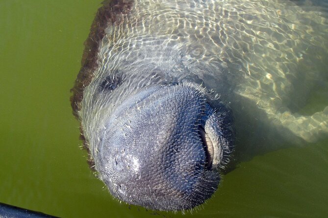 Everglades National Park Dolphin, Birding and Wildlife Boat Tour (2 Hours) - Directions and Important Details