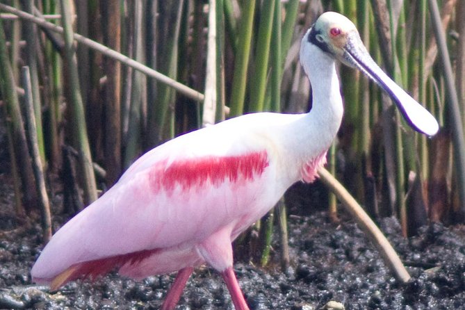 Everglades National Park Small Group Guided Boating & Walking Tour Expedition - Common questions