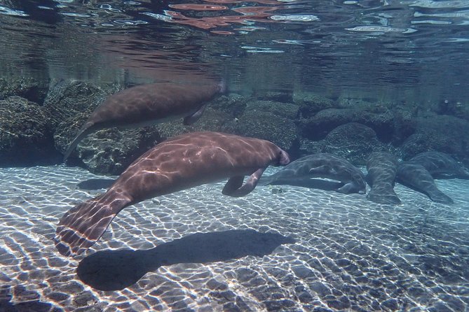 Exclusive Small Group VIP Heated Manatee Snorkel Tour - Sum Up