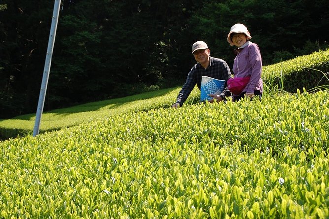 Experience Tea Picking With a Tea Farmer, and Tempura Lunch With Picked Tea Leaves - Additional Information and Pricing