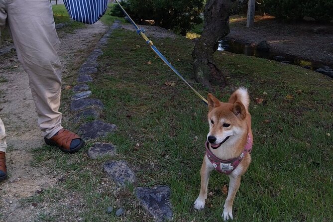 Exploring Everyday Life in Downtown Tokyo Walking With Shiba-Inu - Tips for a Memorable Experience