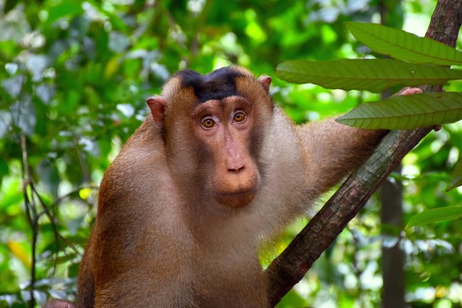 FAMILY JUNGLE TOUR: Orangutan Trek (4-Hours Hike) by Ecotravel Bukit Lawang - Contact and Booking Details