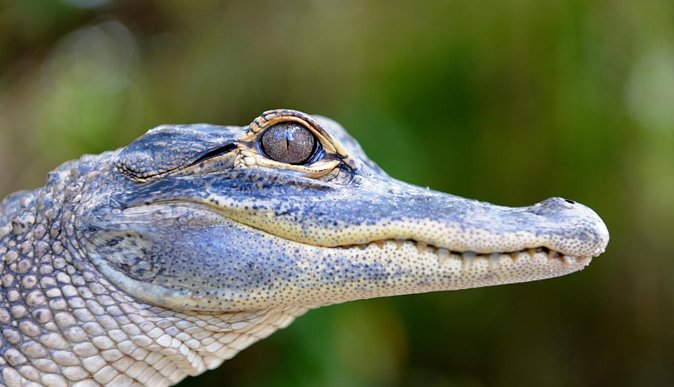 Florida Everglades Airboat Tour and Wild Florida Admission With Optional Lunch - Sum Up