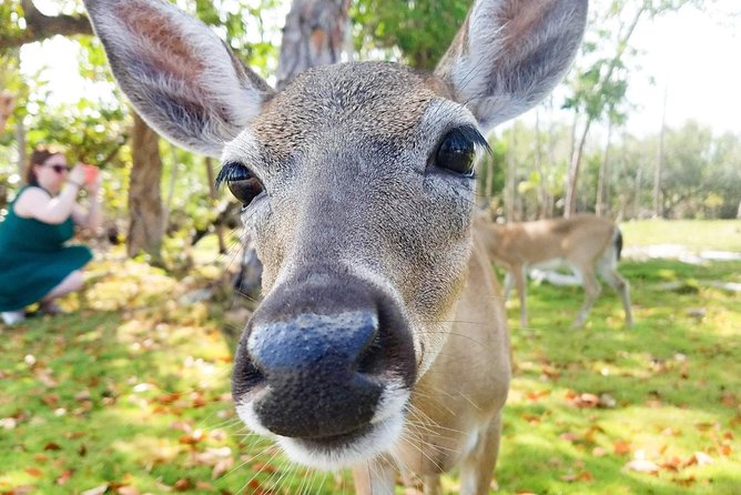 Florida Keys Nature & History Tour From Key West - Customer Reviews