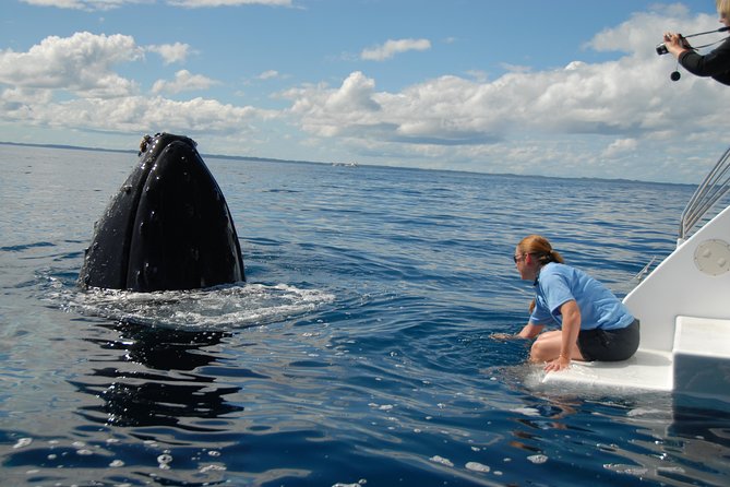 Fraser Island Whale Watch Encounter - Price