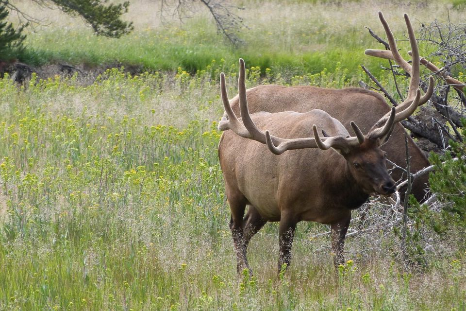 From Jackson: Yellowstone National Park Day Trip With Lunch - Tour Inclusions