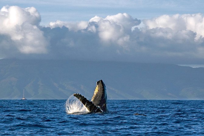 From Maalaea Harbor: Whale Watching Tours Aboard the Quicksilver - Common questions