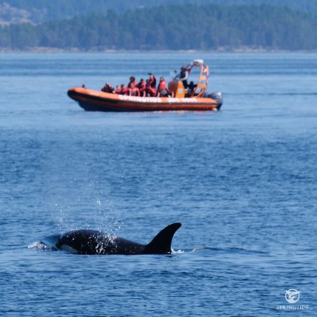 From Victoria: Whale Watching Tour by Zodiac Boat - How to Prepare