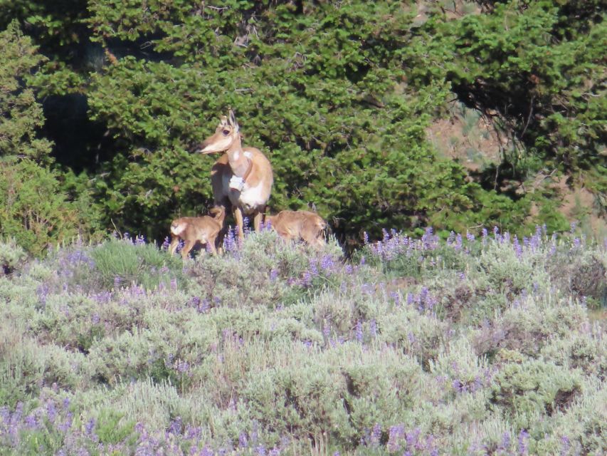 From West Yellowstone: Lamar Valley Wildlife Tour by Van - Scenic Stops and Additional Wildlife Sightings