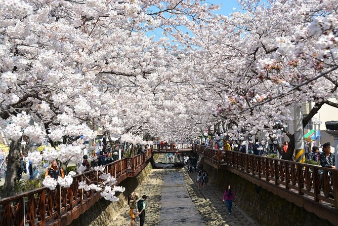 Full-Day Jinhae Cherry Blossom Festival Private Tour - Tour Itinerary Overview