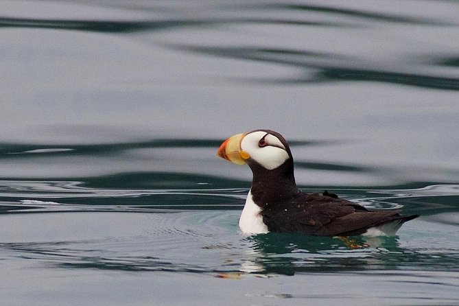 Full-Day Kenai Fjords National Park Cruise - Common questions