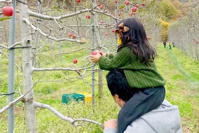 Full-Day Korean Orchard Tour With Lunch[Depart From Busan] - Tour Guide Information