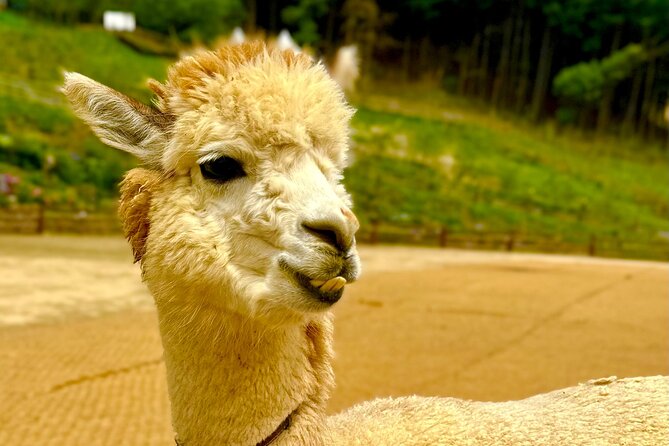 Full-Day Private Tour to Alpaca World/Nami Island With Tickets - Sum Up